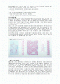 DNA와 세포주기 2페이지