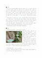 허브의 종류와 쓰임  - 제주허브동산- 2페이지