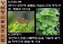 한국의 민속문화 생활문화 -주식과 간식-  22페이지