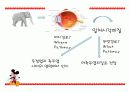 측두엽의 기능과 측두엽 손상에 따른 문제점 5페이지