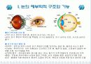 백내장ppt  노화와 건강 3페이지