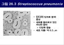 공기매개 병원균, 호흡기 질병 원인균 10페이지