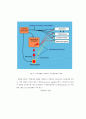 장기기억의 메커니즘-장기기억강화,장기기억저하(Mechanism of memory storage: Long-term potentiation and Long-term depression) 33페이지