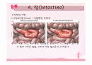 소화기계ppt정리 19페이지