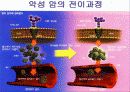 Thyroid gand(갑상선 암)관련 PPT자료입니다. 참고하세요 8페이지