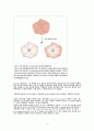 RNAi에 대해서 3페이지