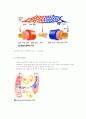 혈액(적혈구,백혈구, 혈소판)과 면역 및 혈관 20페이지
