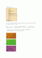 세균 (박테리아) - 광합성 세균류,질소고정 박테리아,무기영양세균(Lithotrophs),메탄 산화 박테리아,Methanogens 등 11페이지