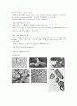 세균 (박테리아) - 광합성 세균류,질소고정 박테리아,무기영양세균(Lithotrophs),메탄 산화 박테리아,Methanogens 등 13페이지