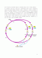 포스파타아제 phosphatase  14페이지