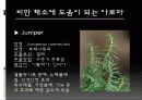 다이어트와 아로마테라피 15페이지