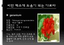 다이어트와 아로마테라피 16페이지