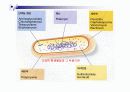 Antibiotic Production(항생제 산업) 6페이지
