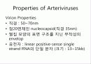 Arteriviridae 4페이지
