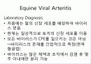 Arteriviridae 19페이지