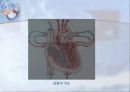 순환기계 (Cardiovascular system) 3페이지