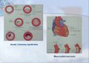 순환기계 (Cardiovascular system) 7페이지