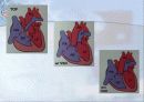 순환기계 (Cardiovascular system) 13페이지