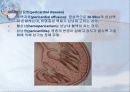 순환기계 (Cardiovascular system) 19페이지