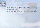 순환기계 (Cardiovascular system) 21페이지