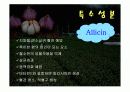 마늘 발표 ppt 9페이지