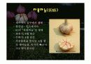 마늘 발표 ppt 21페이지