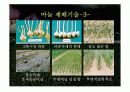 마늘 발표 ppt 32페이지