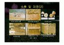 마늘 발표 ppt 43페이지