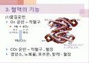 생리학특강 혈액의 구성과 기능 11페이지
