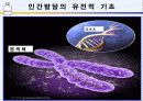 [인간행동과 사회환경]인간발달의 유전적 기초, 태내발달과 태내환경, 출산과 신생아기 시기에 대한 이론과  발달단계 ppt  4페이지