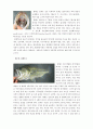 (환경)외래종 8페이지