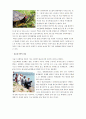 (환경)외래종 13페이지
