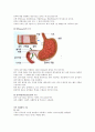 위의 구조, 생리 3페이지
