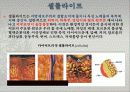 아로마  테라피를  응용 한 다이어트  방법과  셀룰라이트의  제거 방법 7페이지