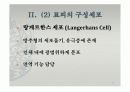 피부의 구조와 기능 14페이지