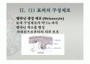 피부의 구조와 기능 15페이지