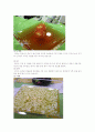전통음식 떡 한과 음청류 17페이지