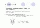 탄소나노튜브(CNT)논문리뷰 & 설계 13페이지