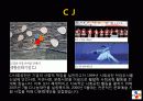 기업의 사회공헌 사례 28페이지