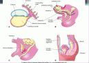  urachal cyst 30페이지
