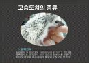 고슴도치 요점정리 9페이지
