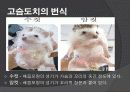 고슴도치 요점정리 12페이지