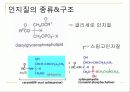 지질과 지질성 식품 8페이지
