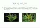 오존의한 수목피해사례 13페이지