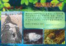 [A+ 완성]ppt 발표본 (수질오염과 해양오염에 대해서 )-환경오염원인- 19페이지