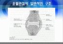 관절염예방과운동방법 11페이지