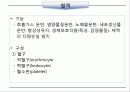 순환기계 (circulatory system) 2페이지