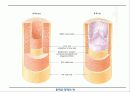 순환기계 (circulatory system) 5페이지