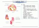 순환기계 (circulatory system) 7페이지