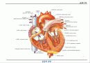 순환기계 (circulatory system) 9페이지
